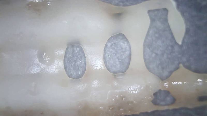 An anaerobically biodegraded PCL cable tie showing typical smooth surface erosion. Note the lack of fractures and fissures. hydrolysis if polycaprolactone cable ties